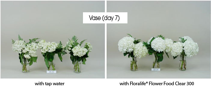 Photos showing the benefits of Floralife® Flower Food Clear 300 in vases with flowers