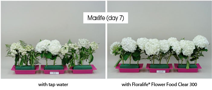 Photos showing the benefits of using OASIS® Floral Foam Maxlife